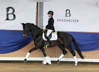 Cheval de sport allemand, Jument, 5 Ans, 168 cm, Bai brun