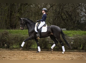 Cheval de sport allemand, Jument, 5 Ans, 168 cm, Bai brun