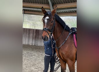 Cheval de sport allemand, Jument, 5 Ans, 168 cm, Bai