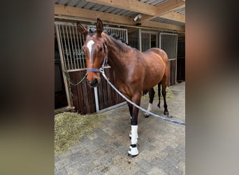 Cheval de sport allemand, Jument, 5 Ans, 168 cm, Bai