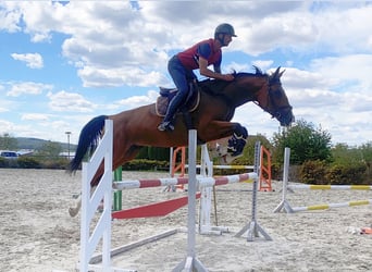 Cheval de sport allemand, Jument, 5 Ans, 168 cm, Bai