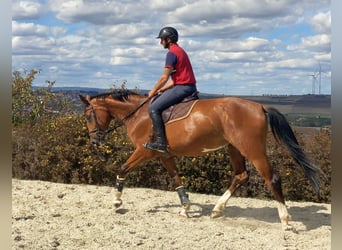 Cheval de sport allemand, Jument, 5 Ans, 168 cm, Bai