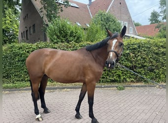 Cheval de sport allemand, Jument, 5 Ans, 168 cm, Bai