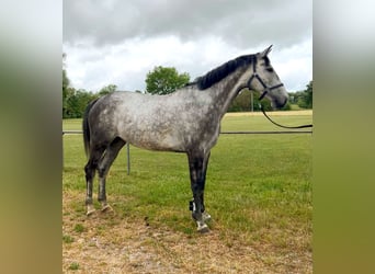 Cheval de sport allemand, Jument, 5 Ans, 168 cm, Gris