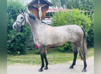 Cheval de sport allemand, Jument, 5 Ans, 168 cm, Gris pommelé