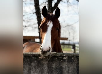 Cheval de sport allemand, Jument, 5 Ans, 169 cm, Alezan