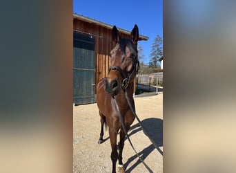 Cheval de sport allemand, Jument, 5 Ans, 169 cm, Bai brun