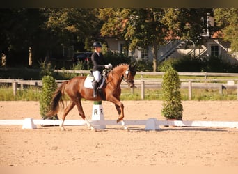 Cheval de sport allemand, Jument, 5 Ans, 170 cm, Alezan brûlé