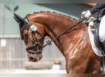 Cheval de sport allemand, Jument, 5 Ans, 170 cm, Alezan brûlé