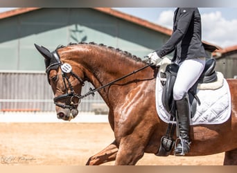 Cheval de sport allemand, Jument, 5 Ans, 170 cm, Alezan brûlé