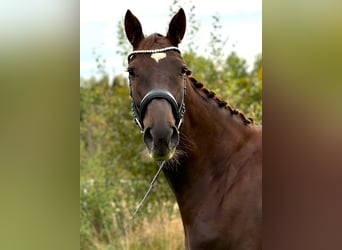 Cheval de sport allemand, Jument, 5 Ans, 170 cm, Alezan brûlé