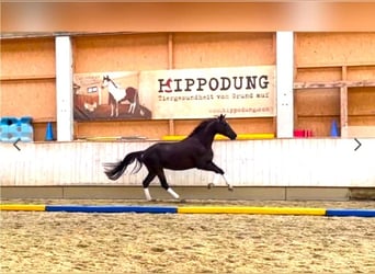 Cheval de sport allemand, Jument, 5 Ans, 170 cm, Alezan brûlé