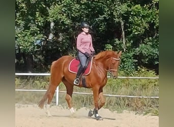 Cheval de sport allemand, Jument, 5 Ans, 170 cm, Alezan
