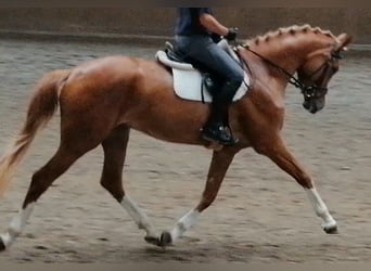 Cheval de sport allemand, Jument, 5 Ans, 170 cm, Alezan
