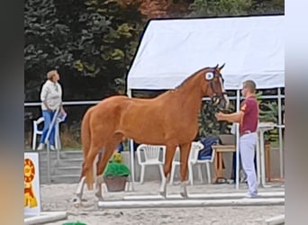 Cheval de sport allemand, Jument, 5 Ans, 170 cm, Alezan