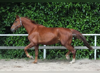 Cheval de sport allemand, Jument, 5 Ans, 170 cm, Alezan