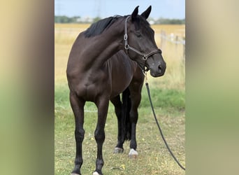 Cheval de sport allemand, Jument, 5 Ans, 170 cm, Bai brun
