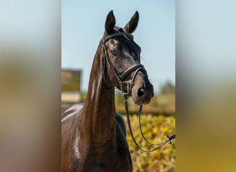 Cheval de sport allemand, Jument, 5 Ans, 170 cm, Bai brun foncé