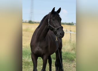 Cheval de sport allemand, Jument, 5 Ans, 170 cm, Bai brun foncé