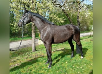 Cheval de sport allemand, Jument, 5 Ans, 170 cm, Bai brun foncé
