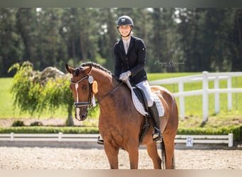 Cheval de sport allemand, Jument, 5 Ans, 170 cm, Bai