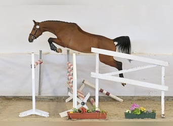 Cheval de sport allemand, Jument, 5 Ans, 170 cm, Bai