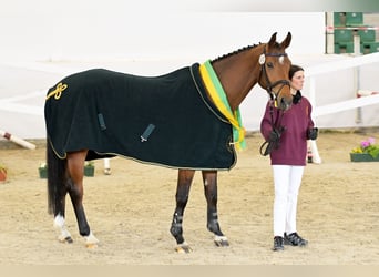 Cheval de sport allemand, Jument, 5 Ans, 170 cm, Bai