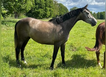 Cheval de sport allemand, Jument, 5 Ans, 170 cm, Gris noir