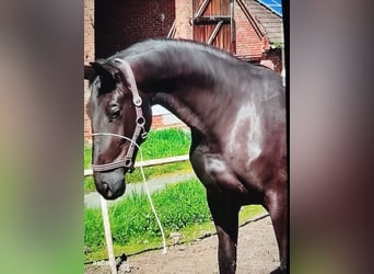 Cheval de sport allemand, Jument, 5 Ans, 170 cm, Noir