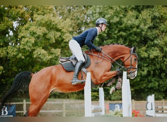 Cheval de sport allemand, Jument, 5 Ans, 171 cm, Bai