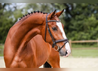 Cheval de sport allemand, Jument, 5 Ans, 171 cm, Bai