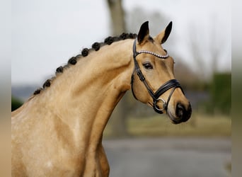 Cheval de sport allemand, Jument, 5 Ans, 171 cm, Isabelle