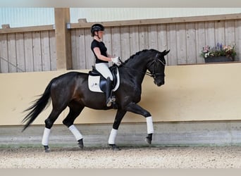 Cheval de sport allemand, Jument, 5 Ans, 172 cm, Bai brun foncé