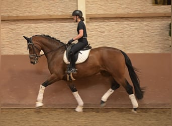 Cheval de sport allemand, Jument, 5 Ans, 172 cm, Bai