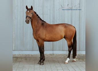 Cheval de sport allemand, Jument, 5 Ans, 172 cm, Bai
