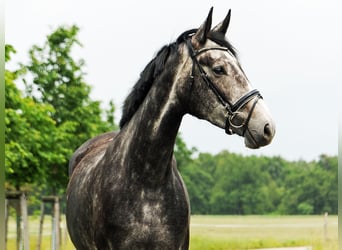 Cheval de sport allemand, Jument, 5 Ans, 172 cm, Gris