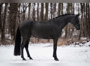 Cheval de sport allemand, Jument, 5 Ans, 172 cm, Noir
