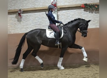 Cheval de sport allemand, Jument, 5 Ans, 172 cm, Noir
