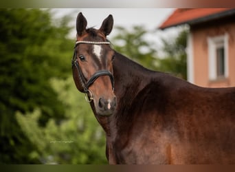 Cheval de sport allemand, Jument, 5 Ans, 173 cm, Bai brun