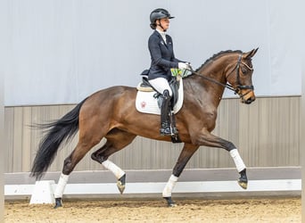 Cheval de sport allemand, Jument, 5 Ans, 173 cm, Bai brun