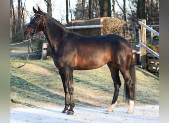 Cheval de sport allemand, Jument, 5 Ans, 173 cm, Bai brun foncé