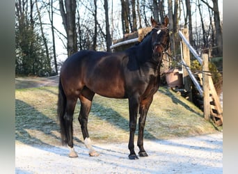 Cheval de sport allemand, Jument, 5 Ans, 173 cm, Bai brun foncé