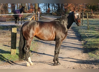 Cheval de sport allemand, Jument, 5 Ans, 173 cm, Bai brun foncé