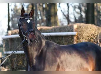 Cheval de sport allemand, Jument, 5 Ans, 173 cm, Bai brun foncé