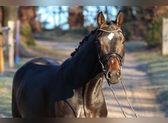 Cheval de sport allemand, Jument, 5 Ans, 173 cm, Bai brun foncé