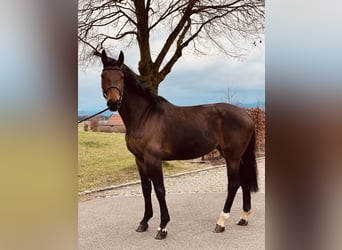 Cheval de sport allemand, Jument, 5 Ans, 173 cm, Bai brun