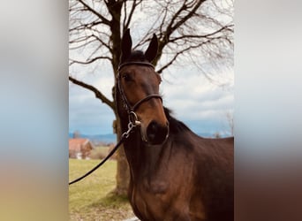 Cheval de sport allemand, Jument, 5 Ans, 173 cm, Bai brun