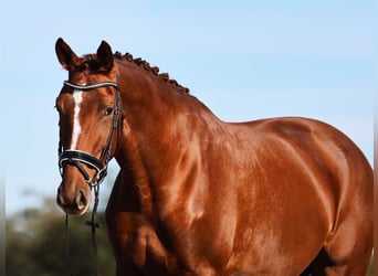 Cheval de sport allemand, Jument, 5 Ans, 174 cm, Alezan brûlé