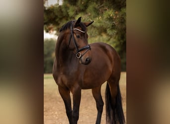 Cheval de sport allemand, Jument, 5 Ans, 174 cm, Bai