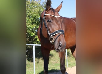 Cheval de sport allemand, Jument, 5 Ans, 176 cm, Bai